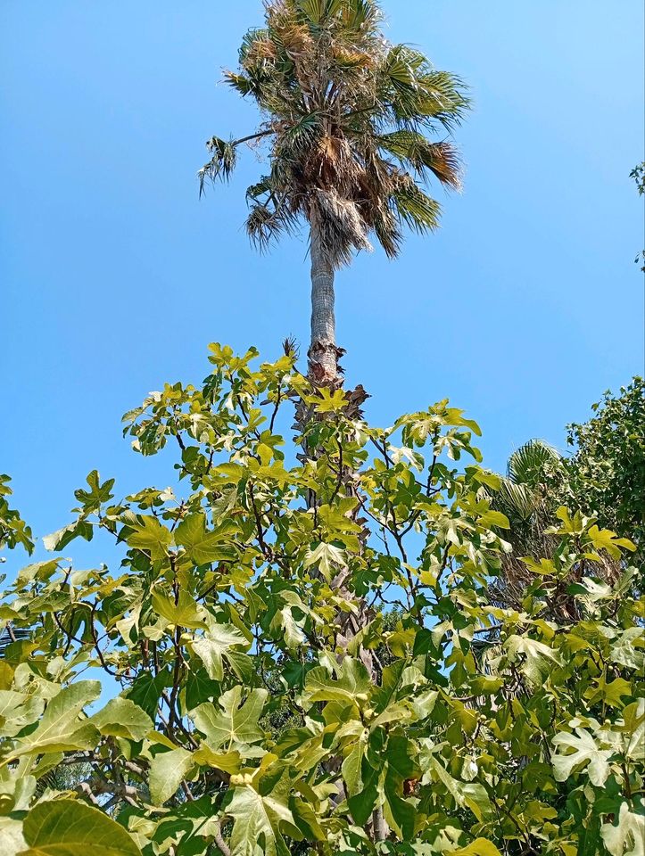 Großes Haus mit Palmengarten zum erholen