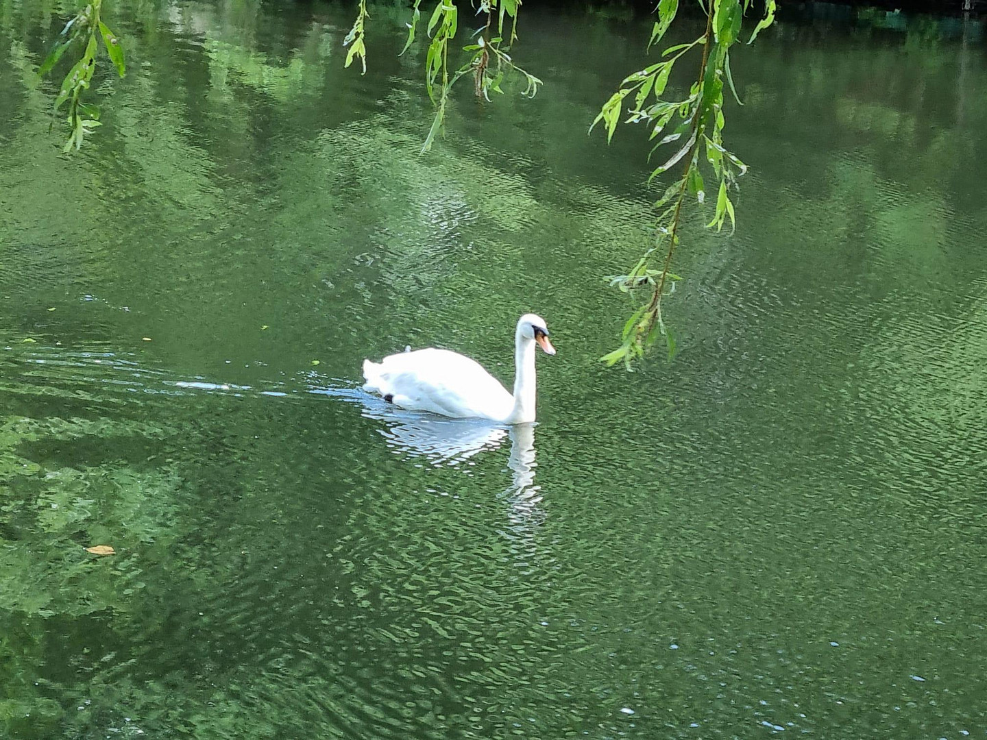 Das Wasser plätschert .„vor der Tür“ - Enten und Schwäne schwimmen im Wasser!